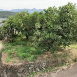 紀美野町小畑農地 画像4