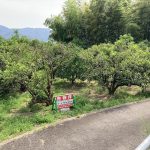 紀美野町小畑農地 画像3